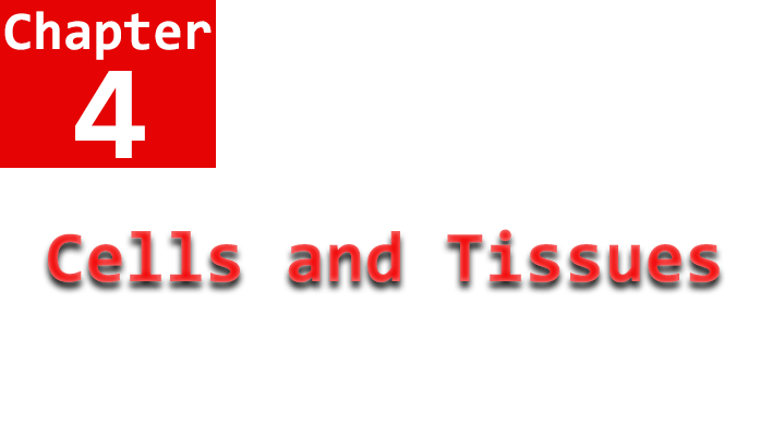 cells and tissues chapter 4 name